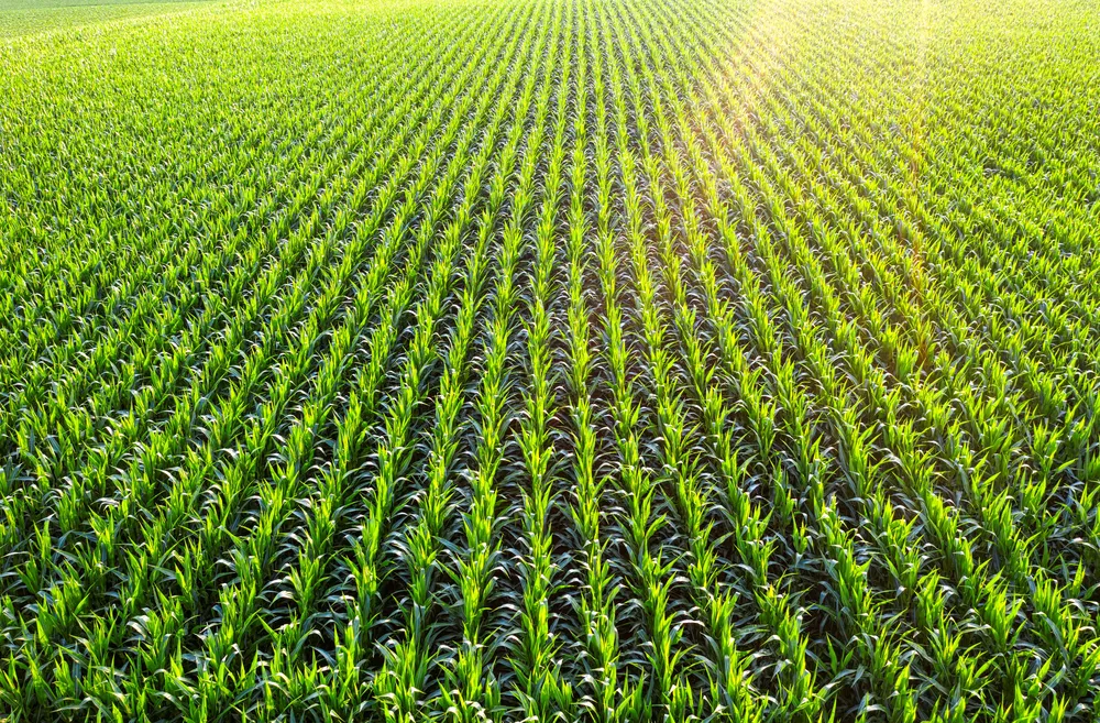 Cereal y girasol tratado con DJI Agras T50