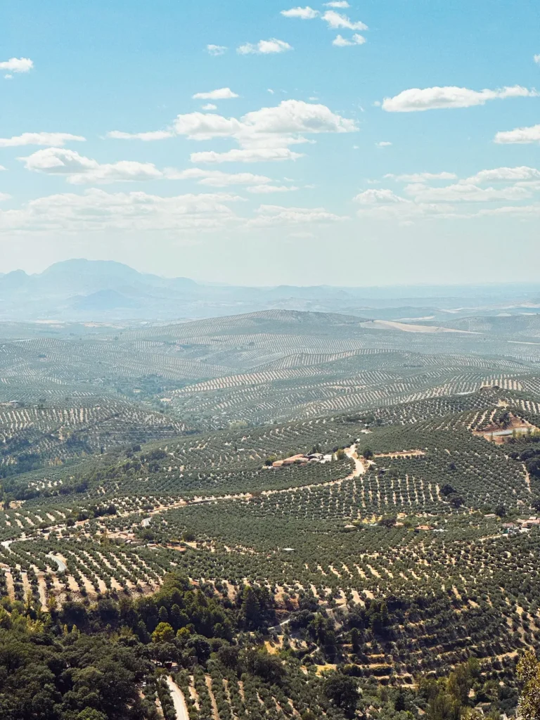 Olivar y almendro tratado con DJI Agras T50