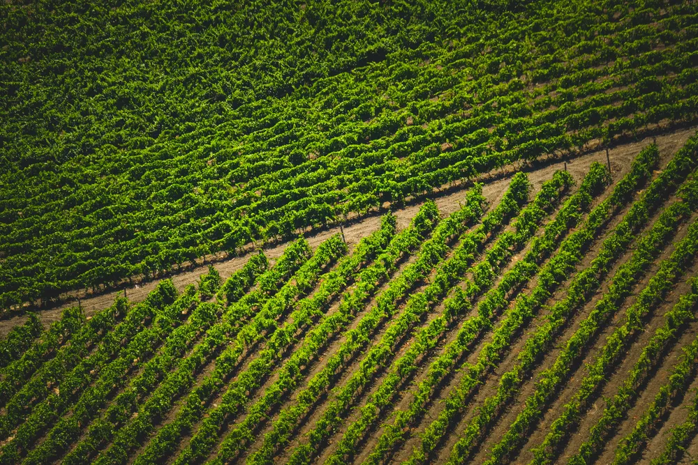 Viñedo en espaldera tratado con DJI Agras T50